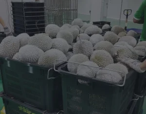 liquid nitrogen used for rapid food freezing malaysia